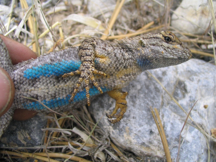 Great Basin Fence Lizard